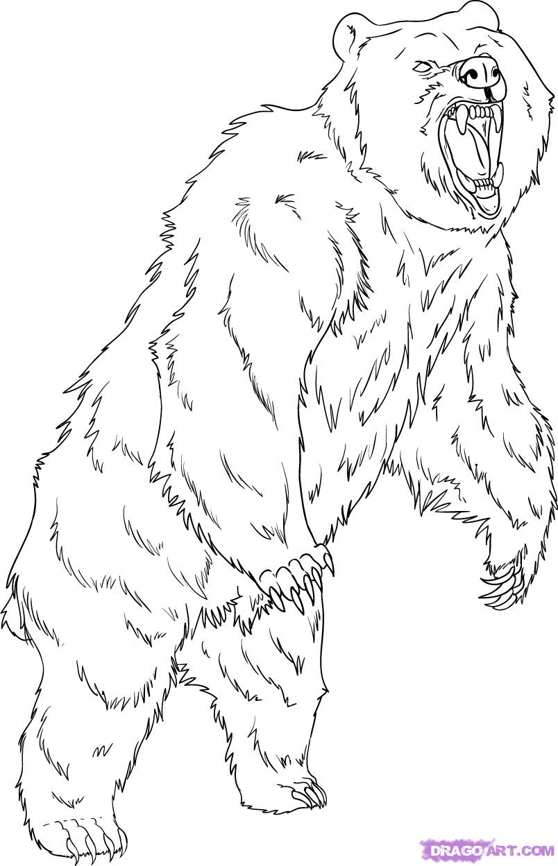 804x1249 Grizzly Bear Coloring Pages B15990a620e33cfe2b6e3778802ccf53