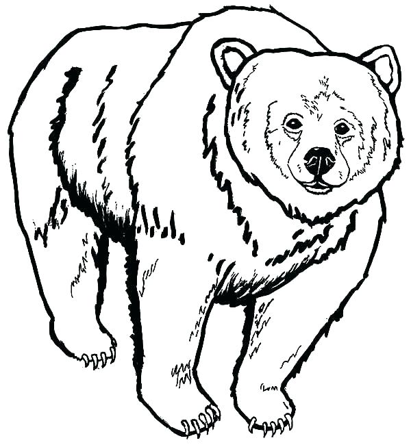 600x650 Grizzly Bear Coloring Pages Shippa.co