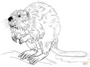 300x222 Angry Beaver For Coloring Page