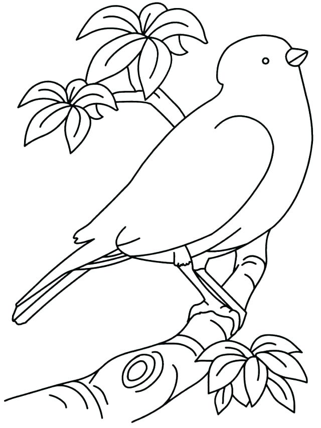 640x853 Printable Birdhouse Plans Printable Coloring Angry Bird Go