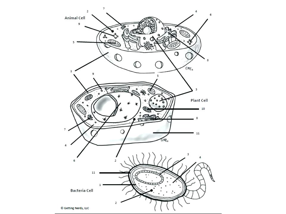 Animal Cell Coloring Page