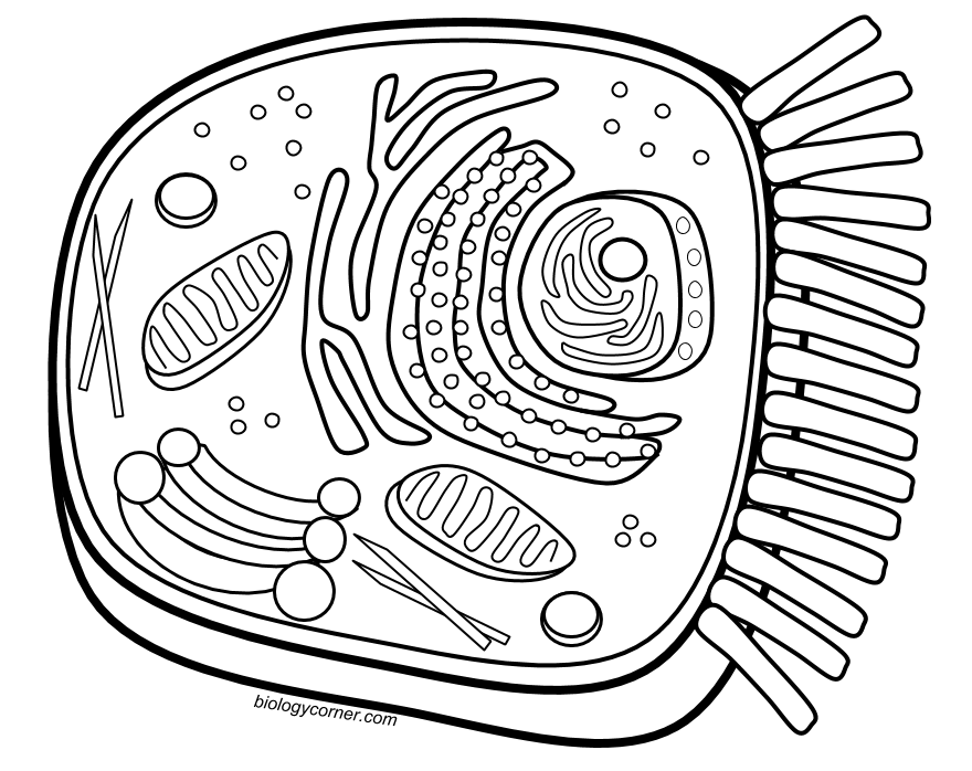 880x698 Animal Cell Coloring