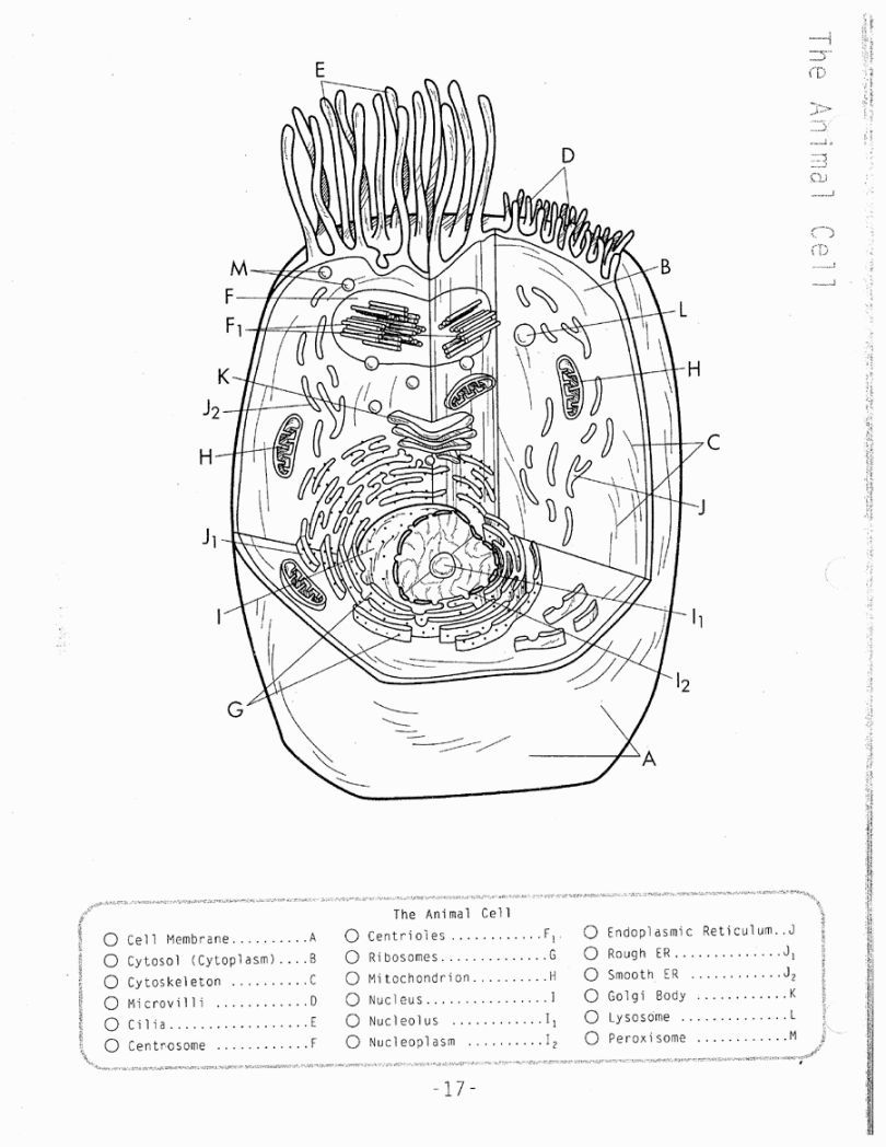 810x1048 Awesome Best Of Animal Cell Coloring Page Answers Activities Pic