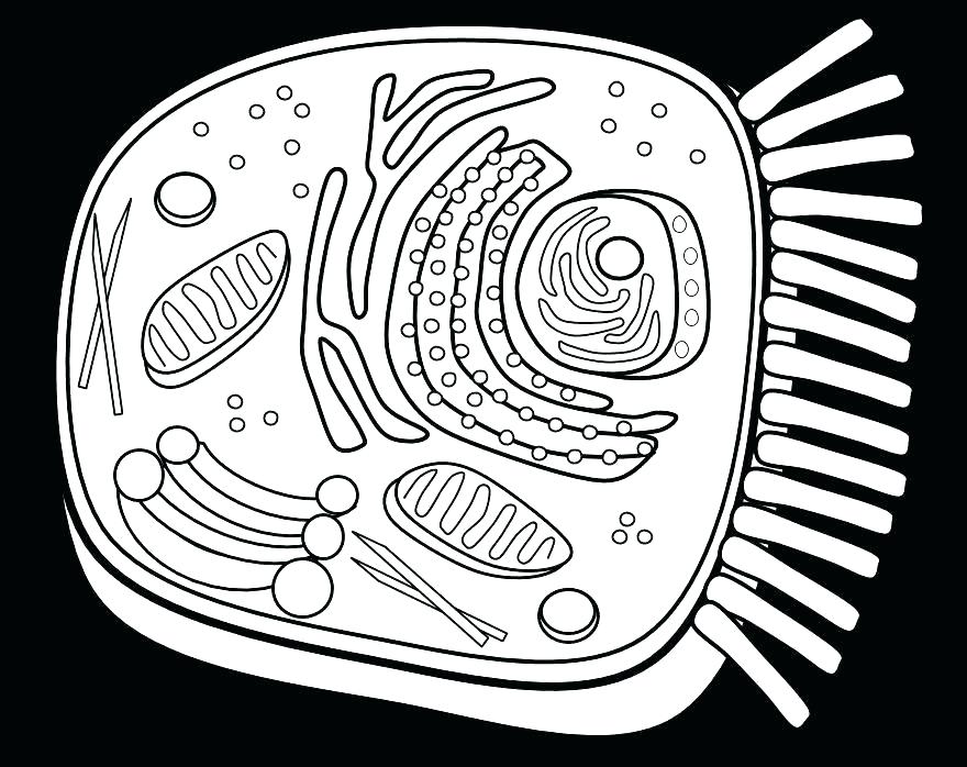 880x698 Best Best Pictures About Animal Cell Coloring Sheet With Answers