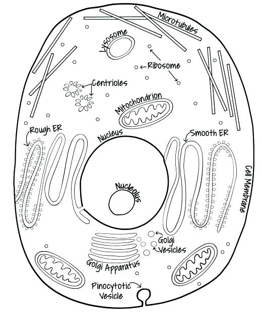 520x622 Cell Coloring Page Animal Cell Coloring Page Answers Together
