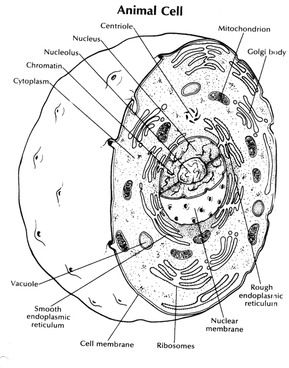 564x718 Cell Coloring Page Beautiful Free Coloring Pages Of Animal Cell