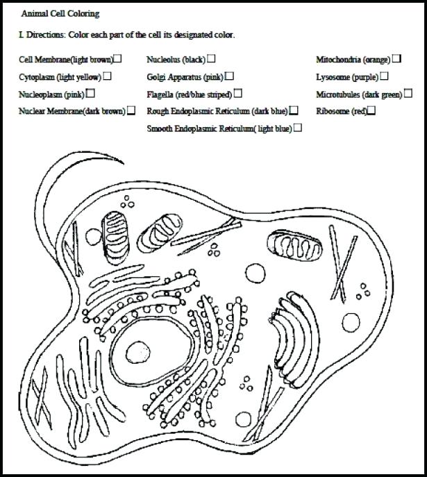 615x687 Cell Coloring Page X X Animal Cell Coloring Page Labeled