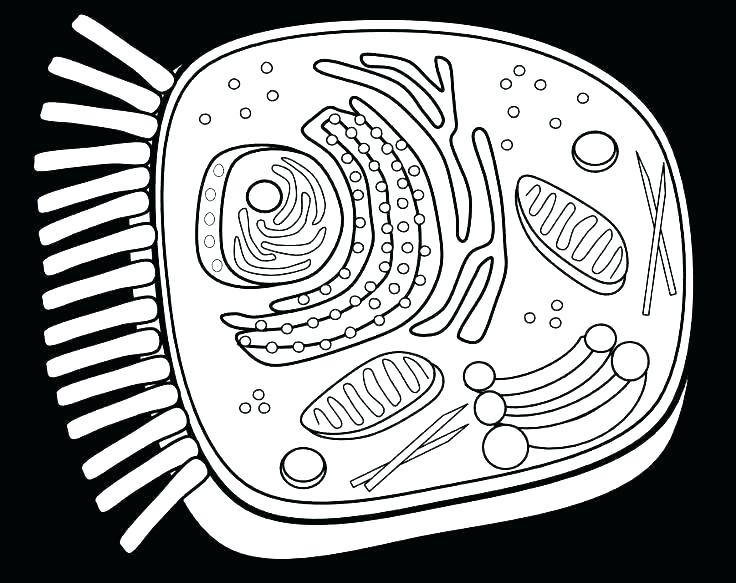 736x583 Cell Structure Coloring Worksheet Animal Cell Coloring Sheet