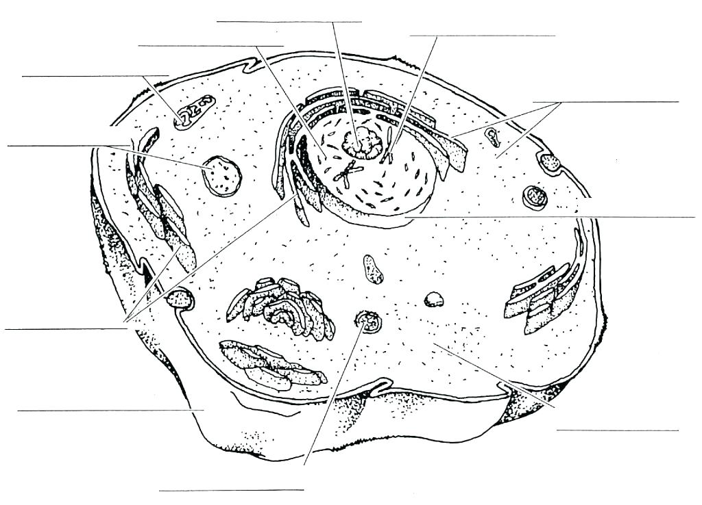 1024x738 Cells Worksheets Cells Worksheets Coloring Animal Cell Coloring
