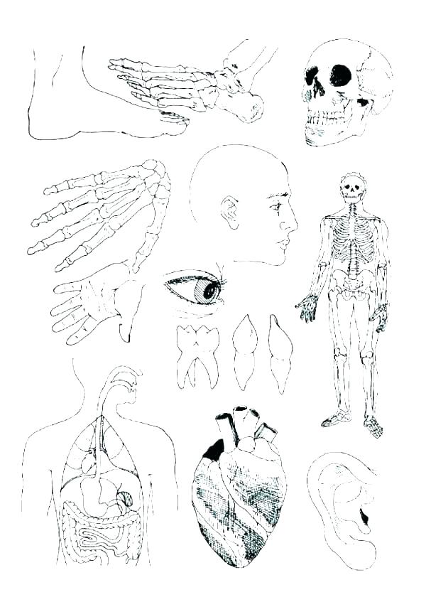 600x847 Human Cell Coloring Page Animal Cell Coloring Plant Cell Coloring