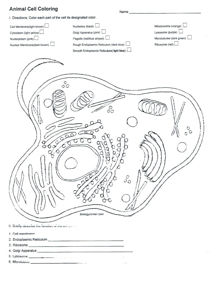 744x1024 Human Cell Coloring Page Human Cell Coloring Page Animal Cell