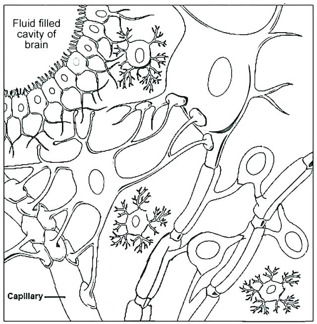 640x655 Human Cell Coloring Page Plant Cell Coloring Cell Coloring Pages