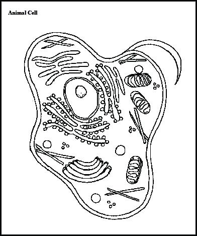 392x469 Animal Cell Coloring Page Animal Cell Coloring Page Photo Animal