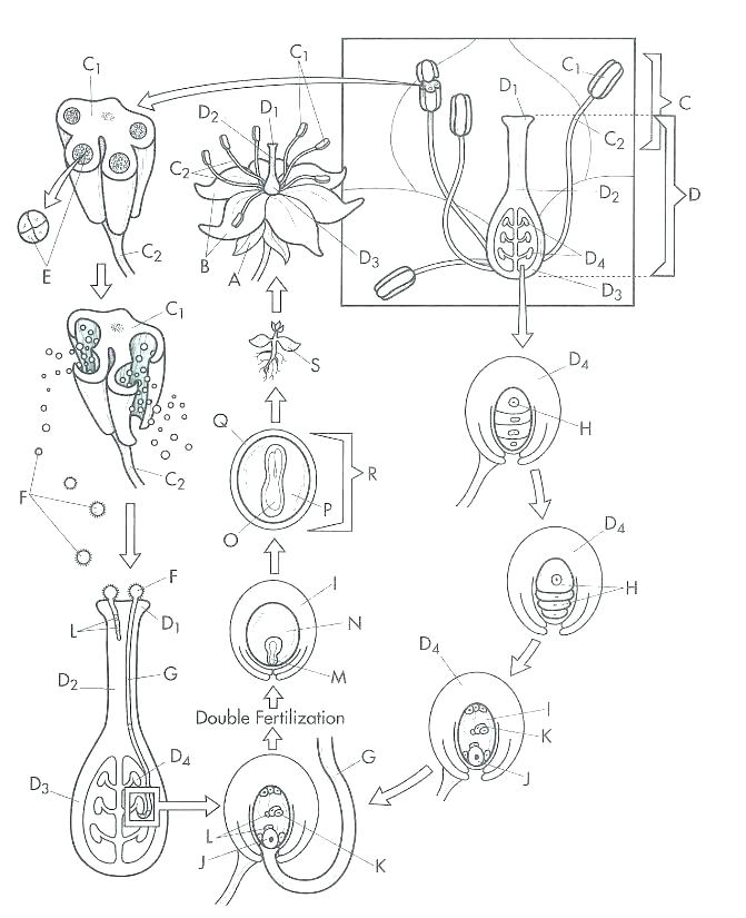 671x825 Animal Cell Coloring Pages