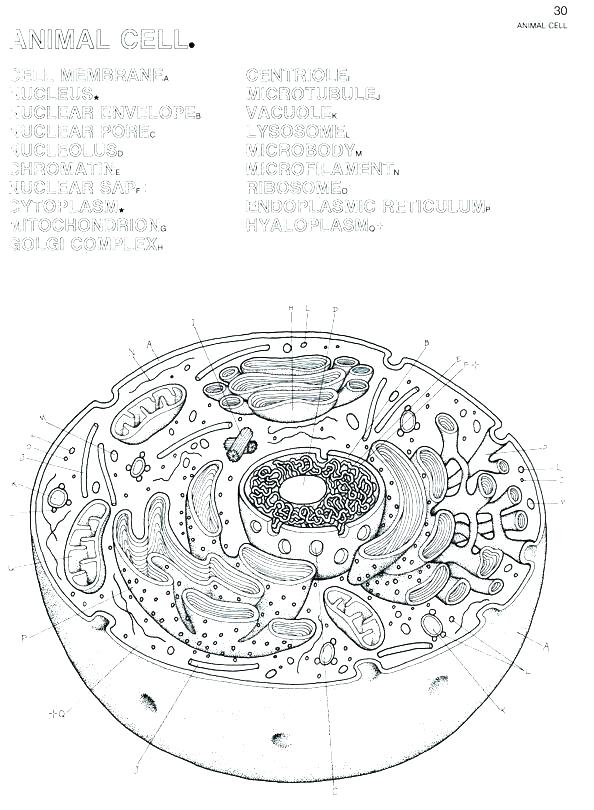 594x810 Animal Cell In Color