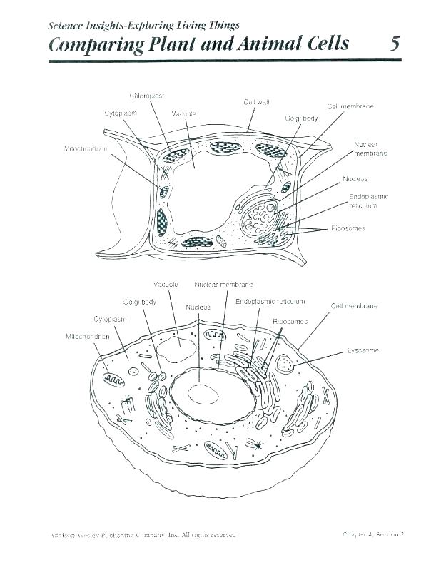 618x799 Cell Coloring Worksheet