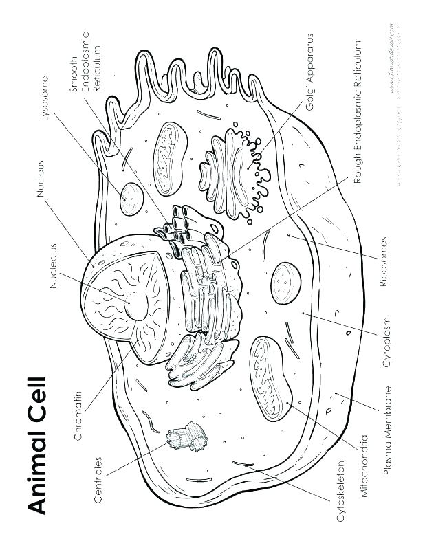 618x800 Animal Cell Coloring Page Animal Cell Coloring Worksheet Animal