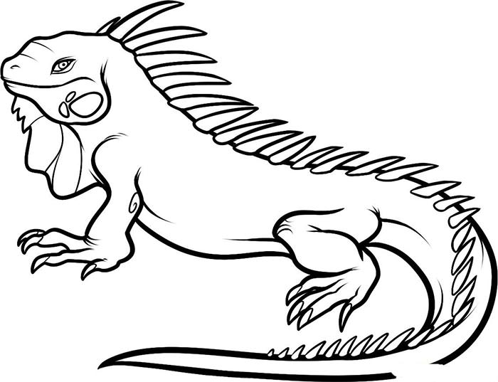 700x537 Animal Coloring Page Best Animal Coloring Page 16 On Download