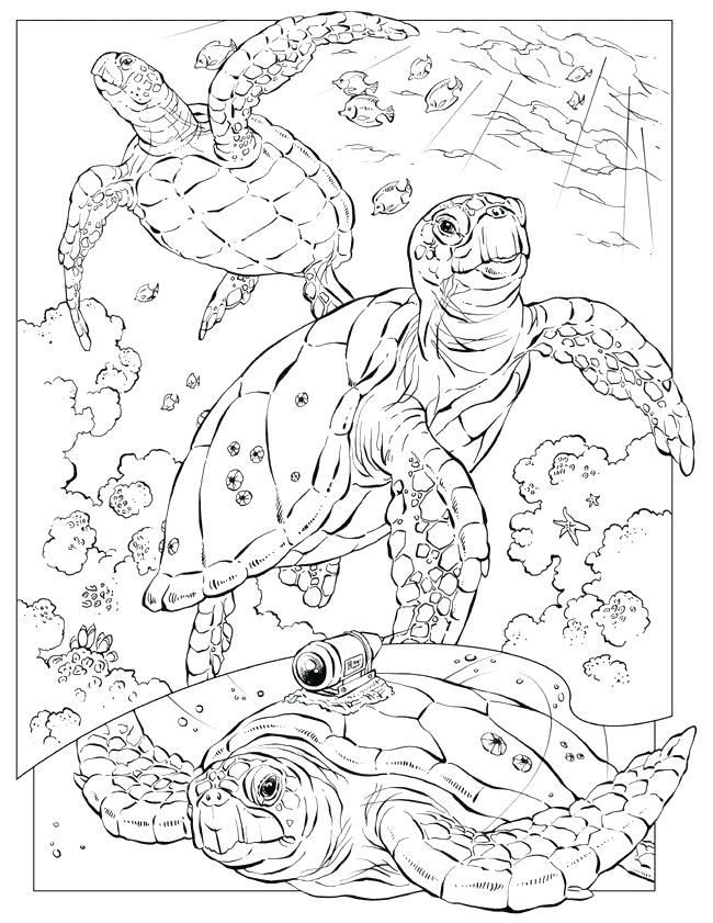 650x841 Animal Coloring Pages Free Animal Coloring Pages For Adults This
