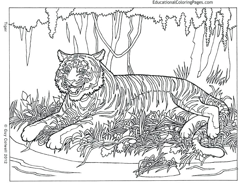 792x612 Coloring Pages For Animals Animal Coloring Pages For Older