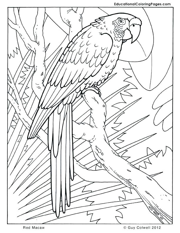 612x792 Cool Coloring Sheets For Teenagers Animal Coloring Pages For Teens