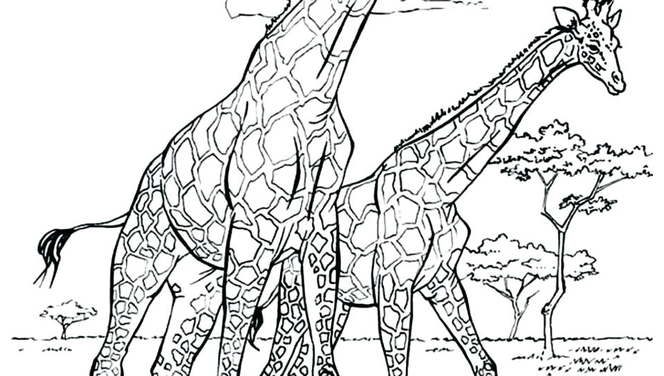 960x544 Giraffe Coloring Pages Printable Giraffe Coloring Pages Printable