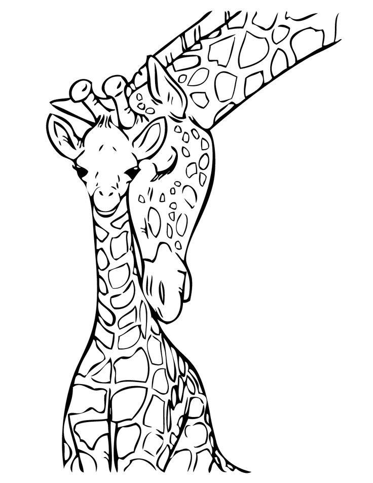736x952 Giraffe Colors Ideas Colori On Wild Animal Coloring Pages Long