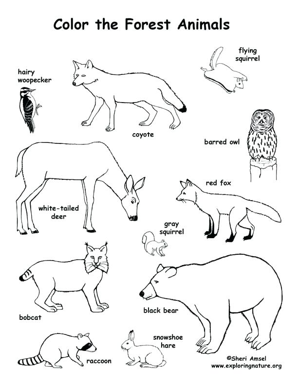 612x792 Coloring Animal Duck Farm Animal Coloring Page Coloring Animals