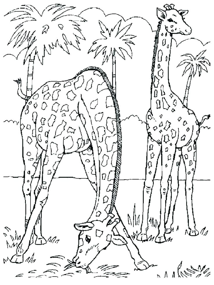 736x981 Realistic Animal Coloring Pages With Realistic Animal Coloring