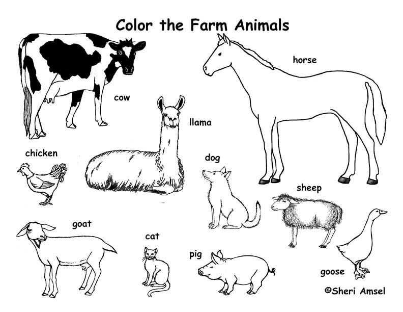 792x612 Animal Coloring Pages Pdf Kids For Adults 6460