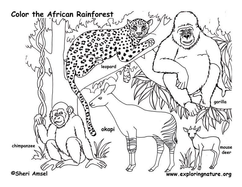 792x612 African Animals
