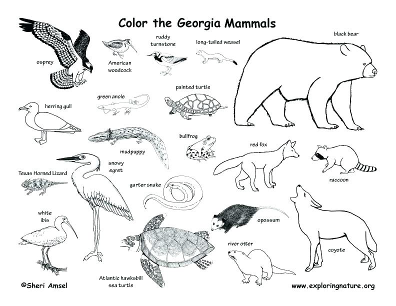 792x612 Habitats Coloring Nature Of Southeast Forest Habitat Animals