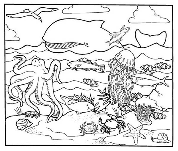 600x508 Ocean Habitat Coloring Pages