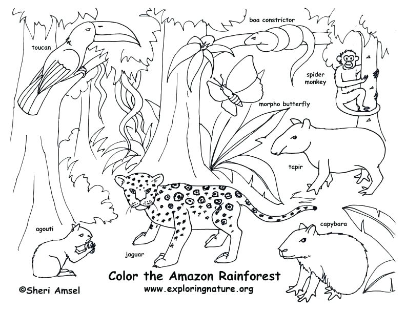 792x607 Animal Habitat Coloring Pages Animal Habitat Coloring Pages