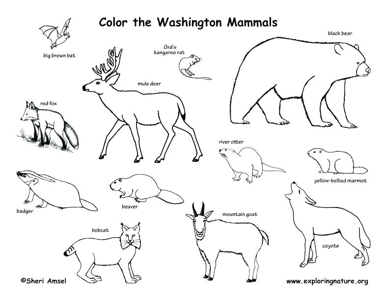 792x612 Animal Habitat Coloring Pages Animal Habitat Coloring Pages Pond