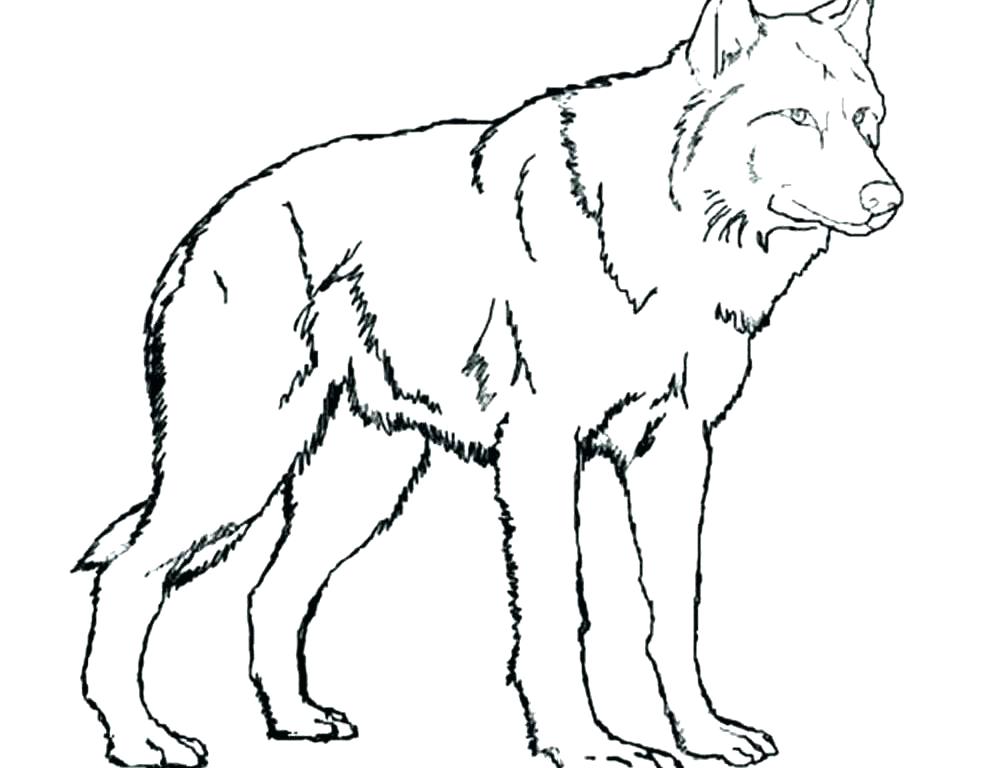 1000x768 Polar Animal Coloring Pages For Arctic Wolf 7 Arctic Animal Polar
