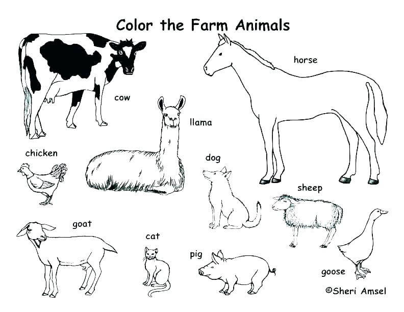 792x612 Animal Jam Coloring Pages Arctic Wolf Arctic Animal Coloring Pages