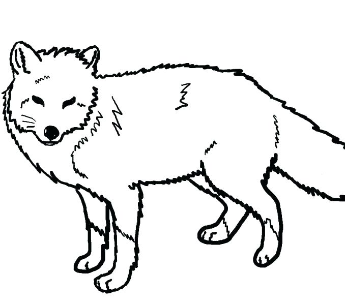 678x600 Fox Coloring Pages Fox Coloring Pages To Print Arctic Fox Coloring