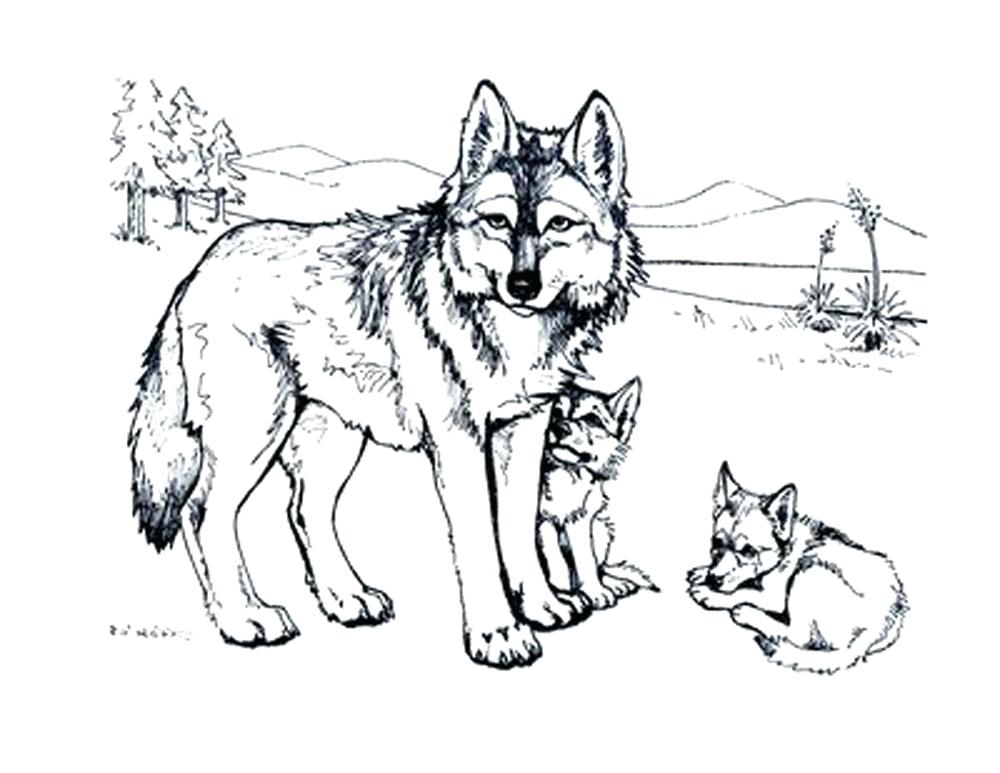 1000x773 Coloring Pages Wolf Realistic Wolf Coloring Pages Free Printable