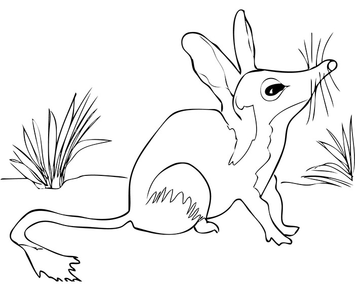700x582 Australian Animal Template