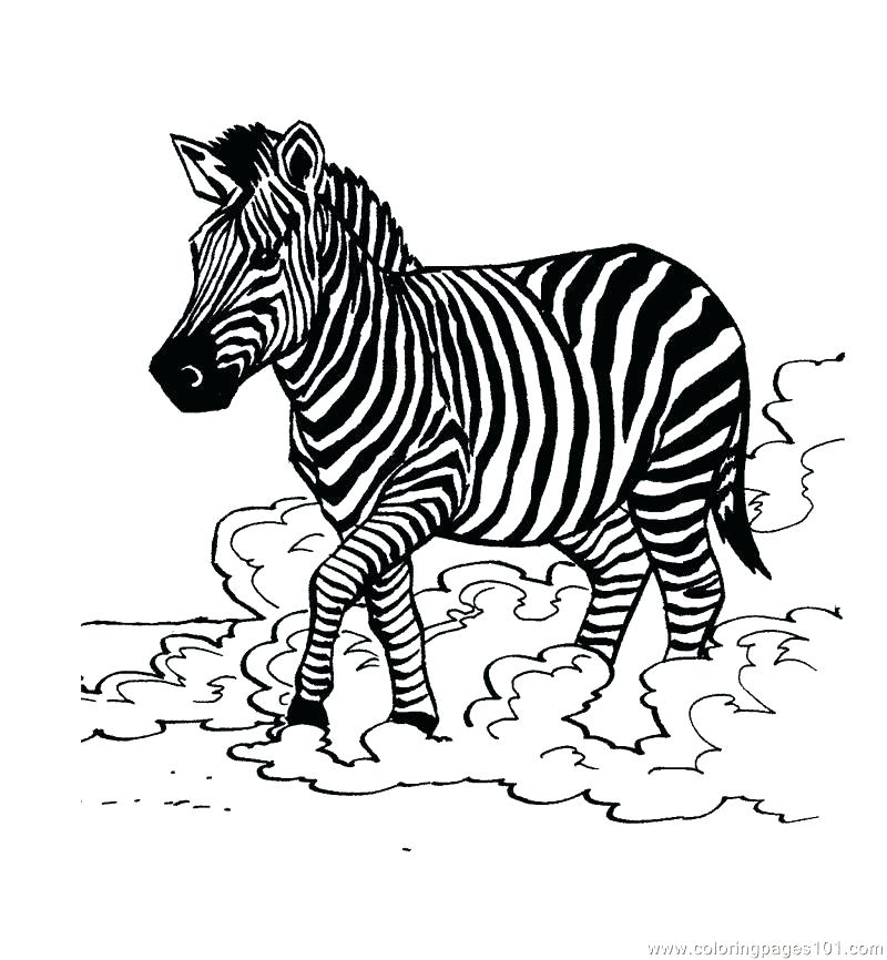 800x866 Coloring Pages Of Zebras Zebra Color Page Zebra Coloring Page Cute