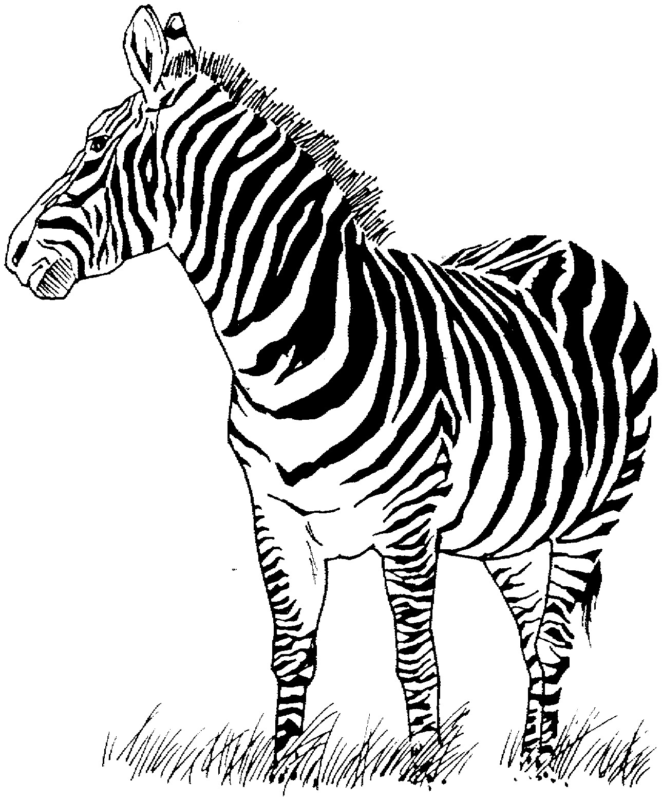 1289x1557 Coloring Pages Zebra Elegant Huge Gift Zebra Colouring Page Free