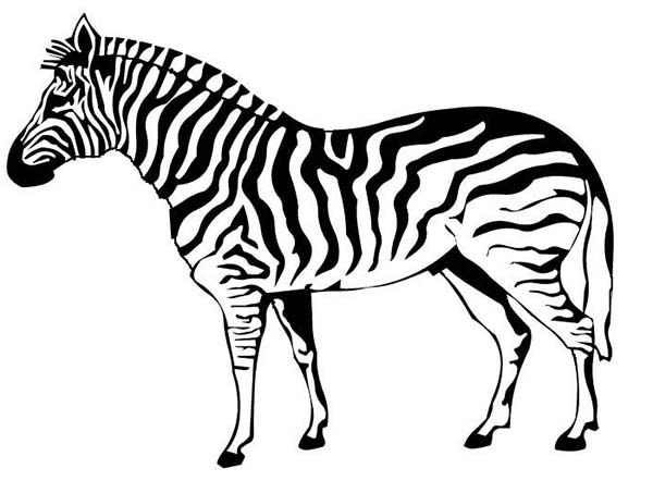 600x453 Zebra