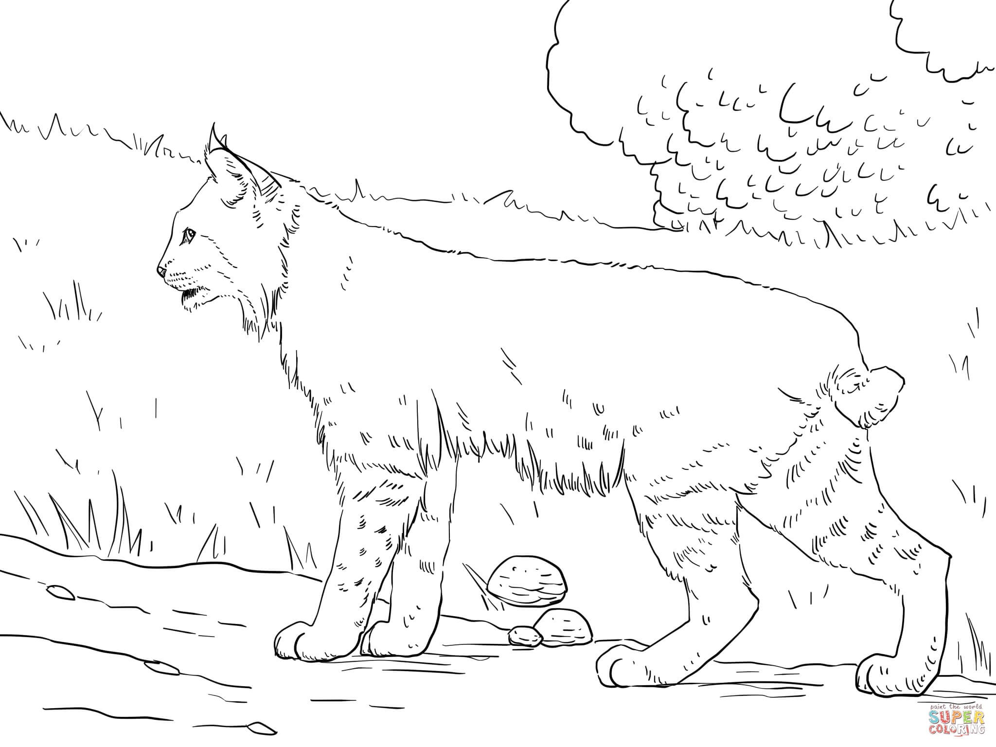 2048x1536 Coloring Pages Of Animal Footprints Best New Bobcat