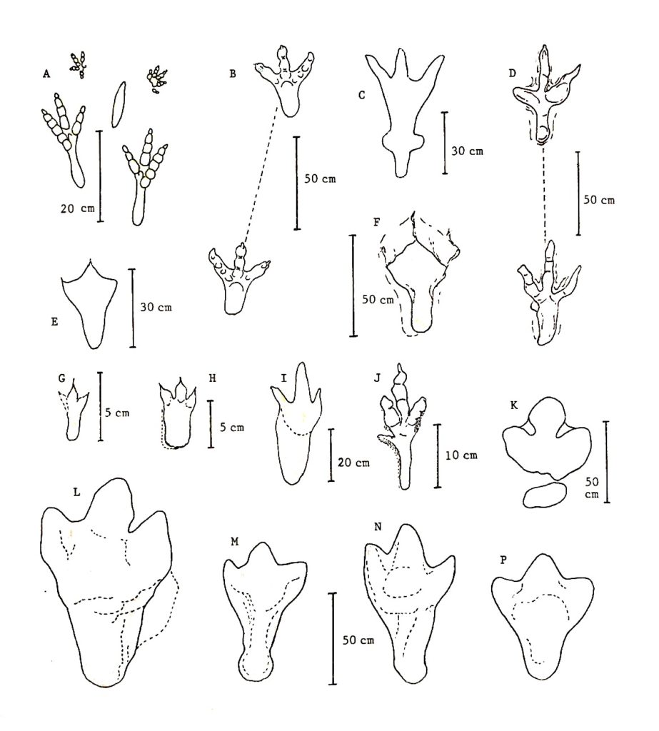 923x1024 Animal Tracks Coloring Pages