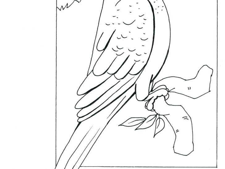 728x546 Parrot Coloring Pages Free Printable Drawing Of A 8 Photos