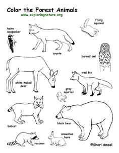 236x305 Animal Tracks Coloring Page Outdoor Activities Amp Nature Crafts