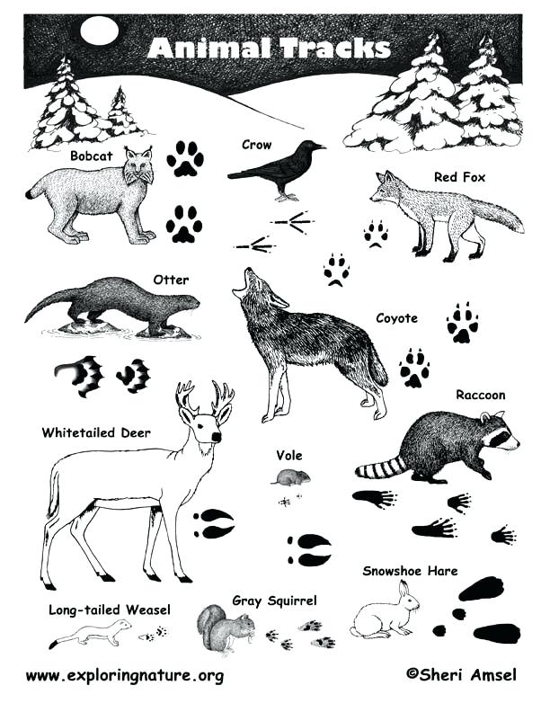 612x792 Printable Printable Animal Track Identification Guide