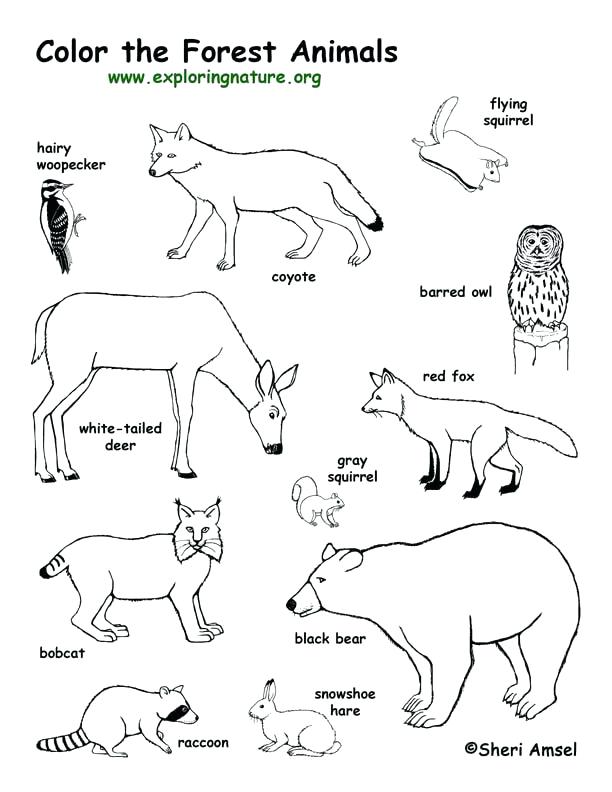 612x792 Animal Tracks Coloring Pages Animal Footprint Coloring Pages