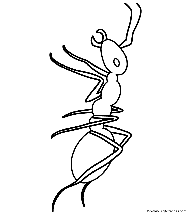 750x850 Ant